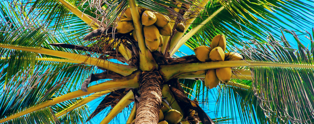 "Tree of Life" - Coconut OIl in 3000 BC